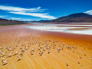 Aerial view of flamingos in the colorful Laguna Colorada in the remote Fauna Andina Eduardo Avaroa...
