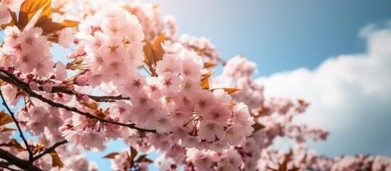 sakura in springtime on a sky background. AI Generative