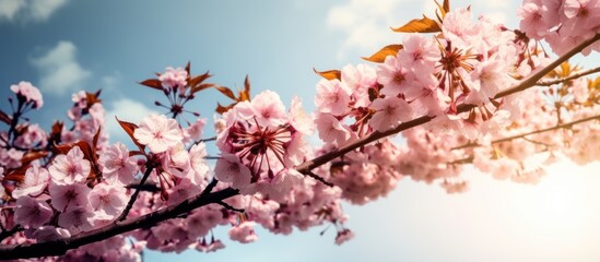Obraz premium sakura in springtime on a sky background. AI Generative