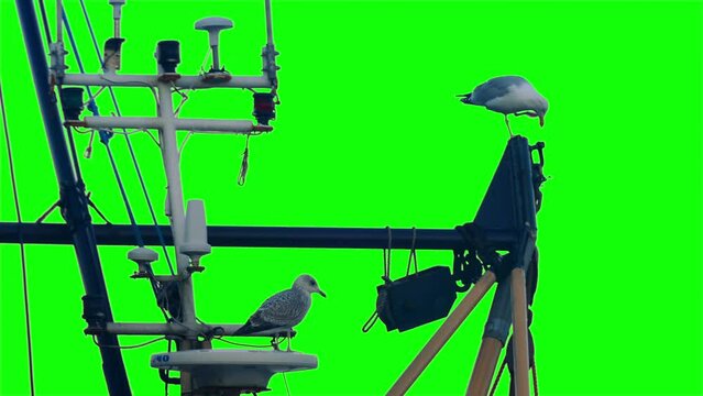Seagulls Perch On Boat Greenscreen Isolated
