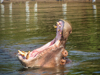 Fototapeta premium close up of a hippo in water mouth wide opened as if to catch something
