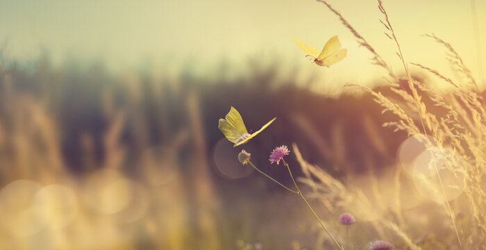 Abstract autumn field landscape at sunset with soft focus. dry ears of grass in the meadow and a flying butterfly