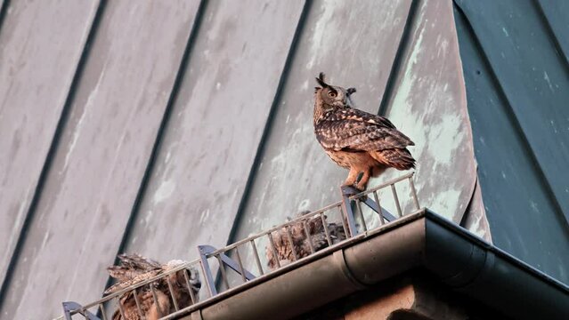 Eurasian eagle-owl (Bubo bubo) on a roof, Heinsberg, North Rhine-Westphalia, Germany