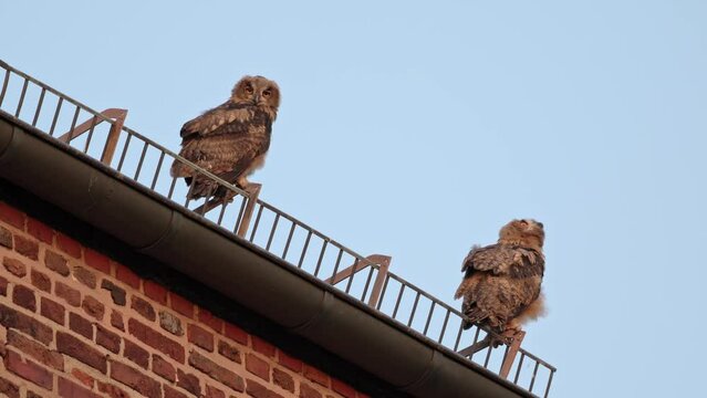 Eurasian eagle-owl (Bubo bubo), two fledglings on a roof of a church Heinsberg, North Rhine-Westphalia, Germany