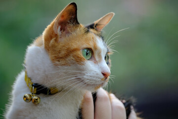 close up portrait of a cat