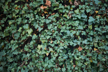 flowers, plants and natural textures