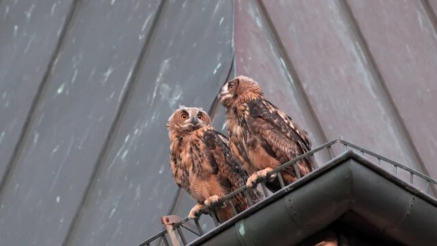 Eurasian eagle-owl (Bubo bubo), two fledglings on a roof of a church Heinsberg, North Rhine-Westphalia, Germany