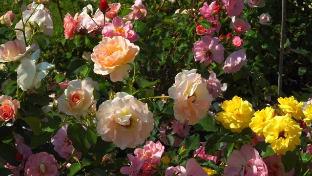 The beautiful full-bloom rose flowers. Various types of hybrid English roses in yellow, orange and light pink flowers close-up in a summer garden.