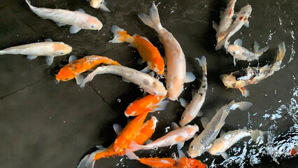 Happy colorful koi fish, or gold fish, or carp fish in healthy pond during sunny summer day