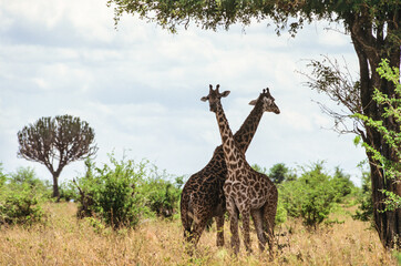Crossed giraffes