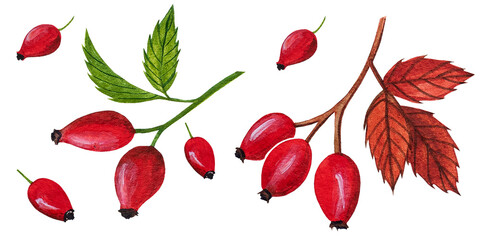 Watercolor set of red berries of rose hip on a white background. Green and red leaves.