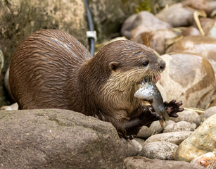Naklejka na ściany i meble Asian short clawed otter eating fish