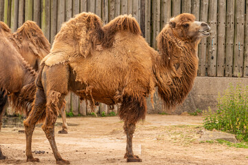 camel at blackpool zoo