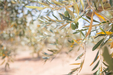 Olive trees in a row. Plantation 