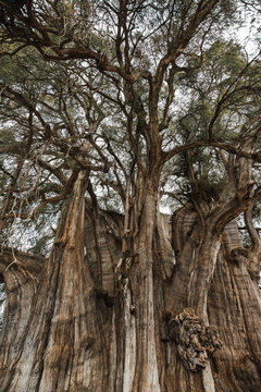 View of the &Aacute;rbol del Tule, a millenial tree located in the church grounds in the town center of Santa Mar&iacute;a del Tule, Oaxaca, Mexico.