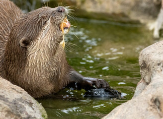 Asian short clawed otter eating fish
