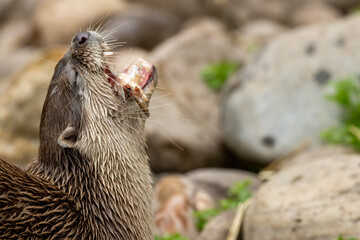 Asian short clawed otter eating fish