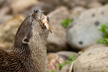 Asian short clawed otter eating fish
