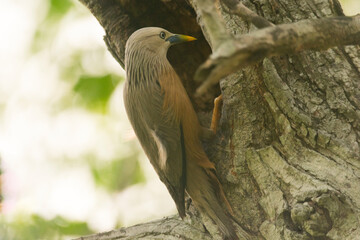 Chestnut_tailed_sterling