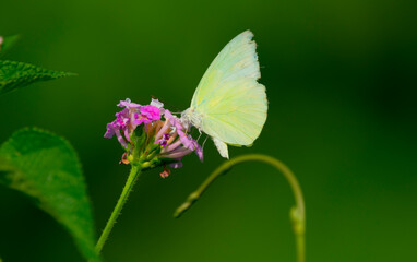 Lemon emigrant