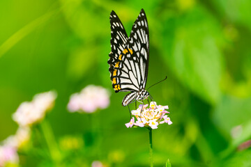 Close-up shot of a Common Mime