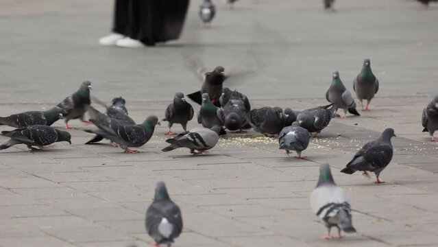 flock of pigeons, people feed the pigeons