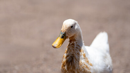 close up of a nice white duck. duck face