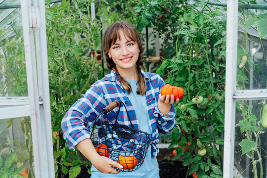 Young Smiling Woman Holding Ripe Red Beef Tomato, Just Picked In Green House. Harvest Of Tomatoes. Urban Farming Lifestyle. Growing Organic Vegetables In Garden. The Concept Of Food Self-sufficiency.