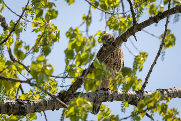red shouldered hawk