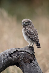 Recently Fledged Little Owl Owlet (Athene Noctua) photographed in the golden hour in farmland - 624457931