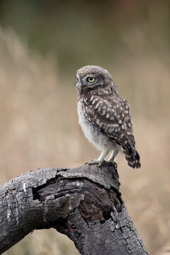 Recently Fledged Little Owl Owlet (Athene Noctua) photographed in the golden hour in farmland
