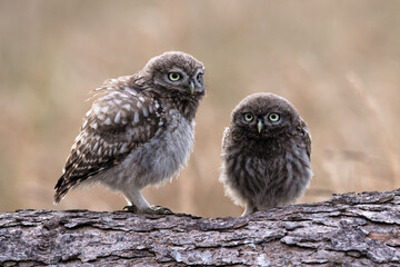 Recently Fledged Little Owl Owlets (Athene Noctua) photographed at dusk in farmland - 624458104