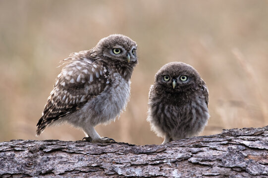 Recently Fledged Little Owl Owlets (Athene Noctua) photographed at dusk in farmland
