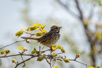 sparrow on a branch