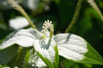 半夏生　白い葉っぱと花