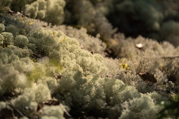 moss