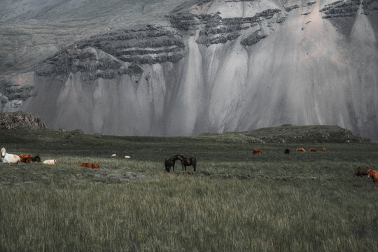 View of horses below a massive rock wall in the valley, Iceland.