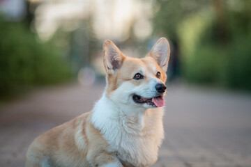 Portrait of a beautiful thoroughbred corgi in the summer city.