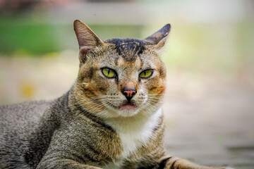 close up portrait of a cat