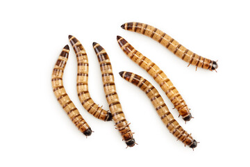 Worms larvae zophobas isolated on white background. Food for exotic animals. Top view. Flat lay