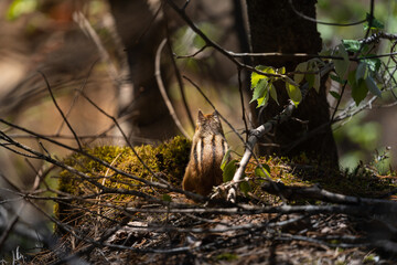 squirrel in the woods
