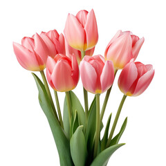 pink tulips on a transparent background for decorating the project Publications and websites