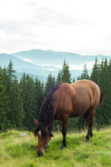 Fototapeta na wymiar landscape in the mountains, horses walk on the grass, in the forest in the field, in freedom, free grazing, animals, Montenegrin mountain range, Carpathians, travel