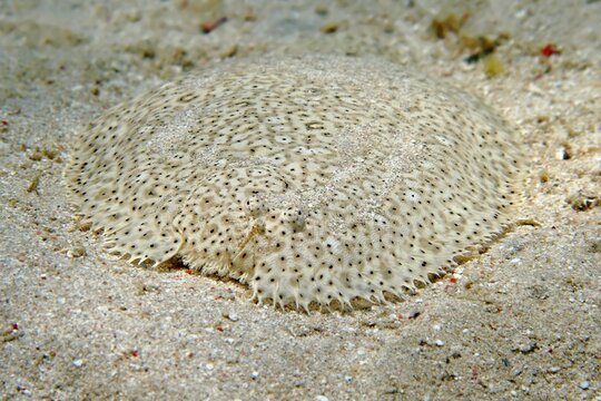 Flounder on the sandy bottom. Detail of tropical bottom dwelling fish (Bothidae). Underwater photography from scuba diving with marine life. Aquatic wildlife, travel photo.