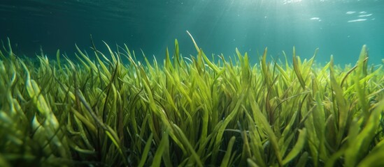 Fototapeta na wymiar Seagrass in the ocean