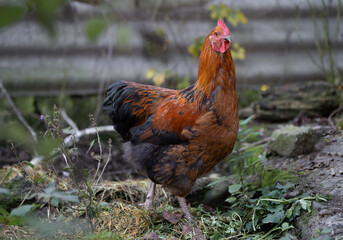 beautiful chickens and roosters outdoors in the yard.