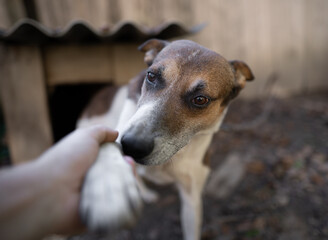 A lonely and sad guard dog on a chain near a dog house outdoors.