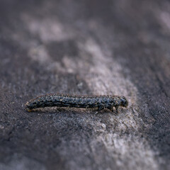 A black and hairy worm crawls