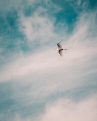 a heron of fish flies over the lake