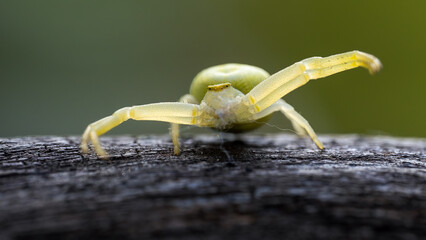 A light green spider stares